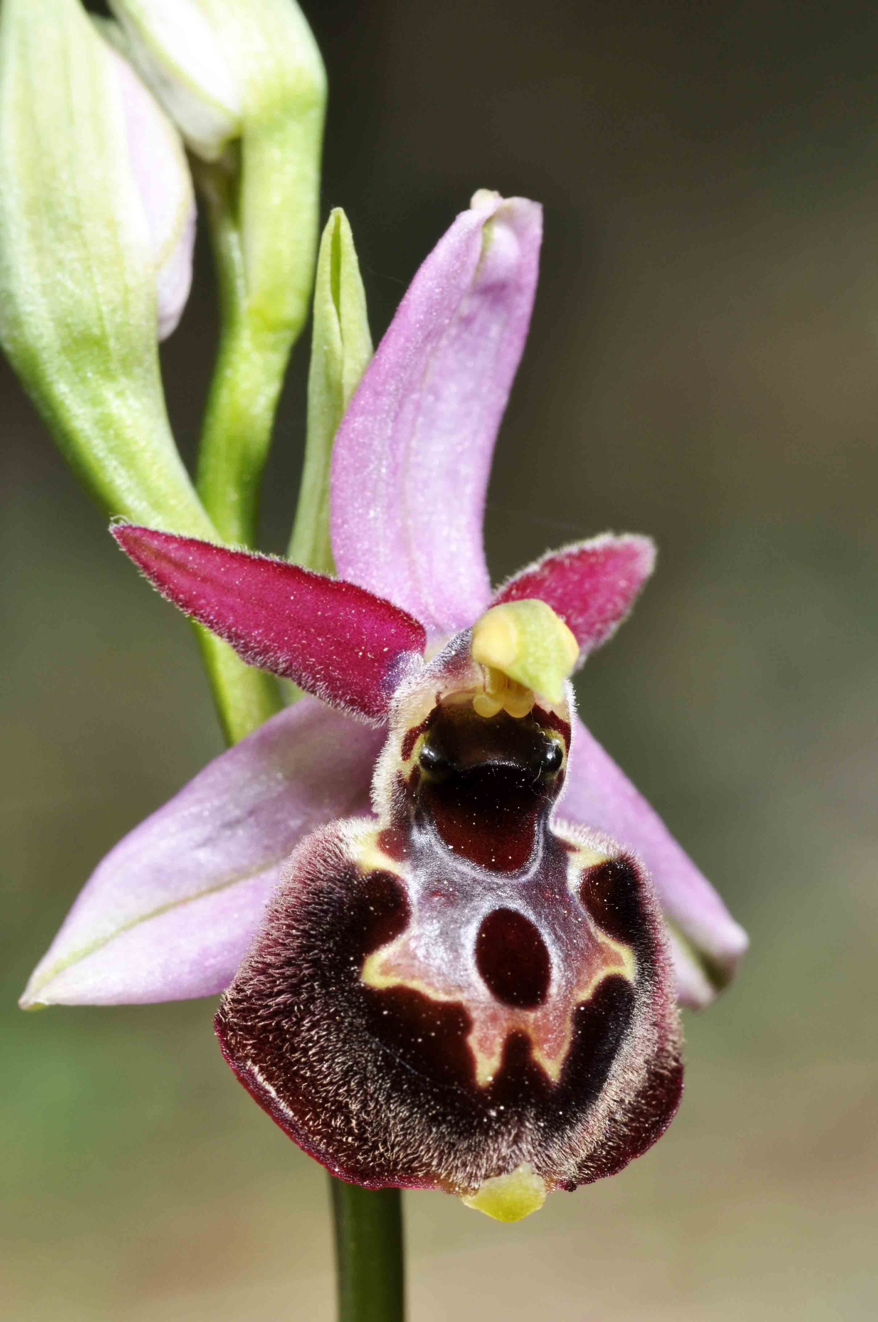 O.exaltata subsp. montis-leonis e un ibrido